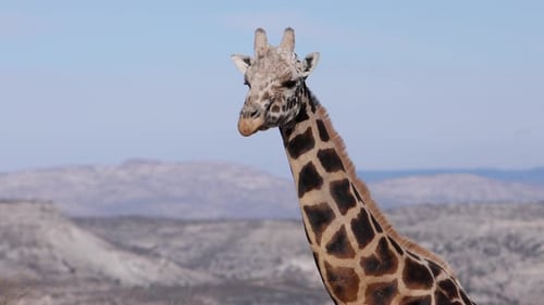 old giraffe close up mountain backdrop slomo
