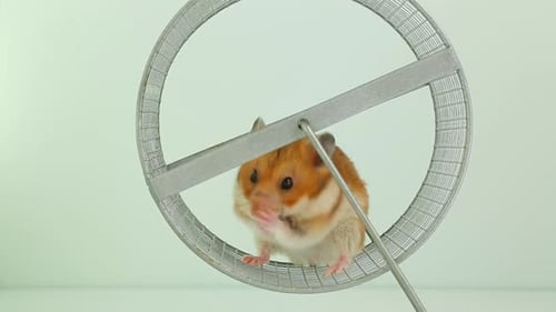 Hamster Grooming Itself in Exercise Wheel