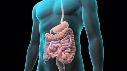3D Human Digestive System Anatomy Peristalsis Animation