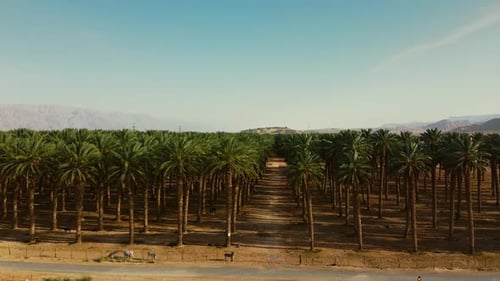 Drone ascends over a date palm farm in southern Israel’s desert, revealing rows of trees stretching