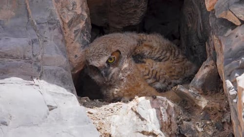 Nahaufnahme eines großen gehörnten Eulenbabys in seinem Nest