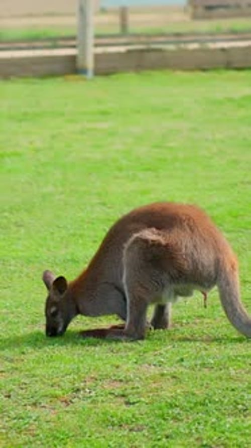 Un wallaby broute dans une prairie ouverte, montrant sa posture d'alimentation, sa musculature et sa recherche naturelle de nourriture