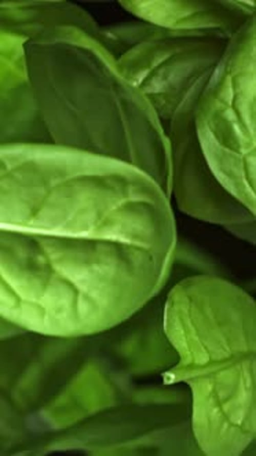 Spinach Leaves Fly Up and Fall Down Filmed on a Highspeed Camera at 1000 Fps
