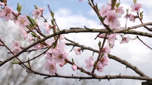 P414 Un abricotier en fleurs au début du printemps. Jardinage. Entretien du jardin.