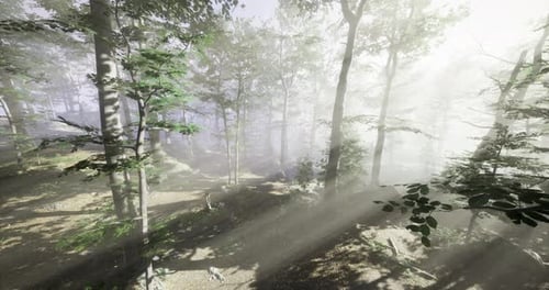 Misty Forest Scene with Sunbeams Flying Through Trees