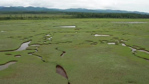 Swampy Locally with Green Grass and Small Blotches of Water