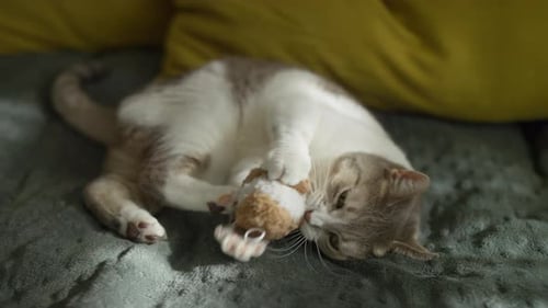 Playful Cat with Toy on Cozy Bed