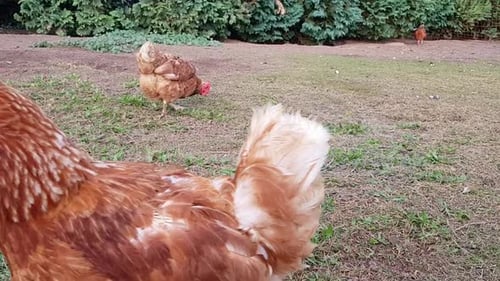 Close up of chicken walking out of shot with chicken picking ground in the background.
