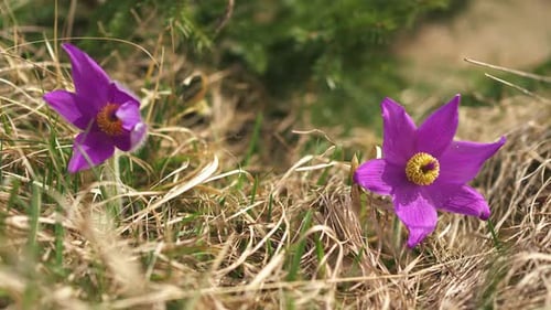 Violet Flowers of Large Pulsatilla Blooming in Alpine Meadow in Windy Spring Nature