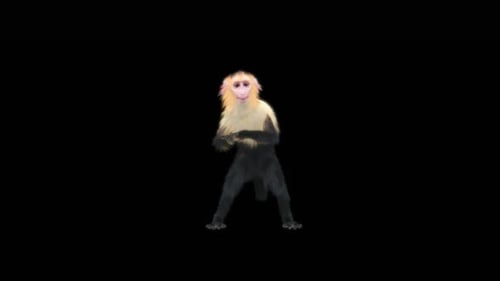 28 Monkey Dance HD