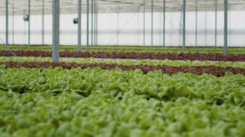Lush Lettuce Rows in a Modern Greenhouse