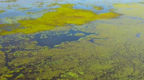 The Surface of the Lake with Plants and Duckweed