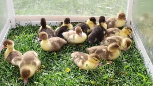 Gruppe von Entenbabys in einem Käfig