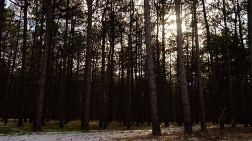 Winter Forest With Snow and Sunlight