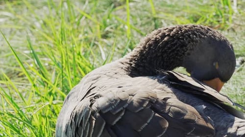 A large flock of white and grey geese graze and feed outdoors in slow motion. Free range domestic