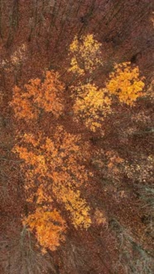 Vertical Aerial Trees Autumn Forest Nature Scenery