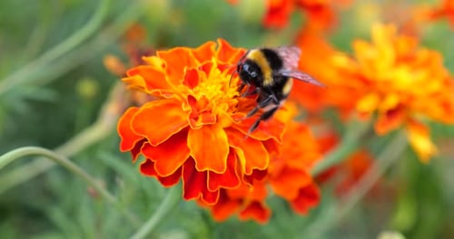 Bumblebee Collecting Pollen From Vibrant Orange Flower
