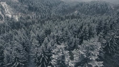 Luftaufnahme des Nadelwaldes im Winter.