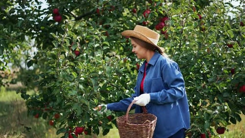 Granjera cosechando manzanas rojas. Alimentos orgánicos para jardinería de verano.