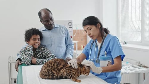 Veterinarian Examining the Purebred Cat in Clinic