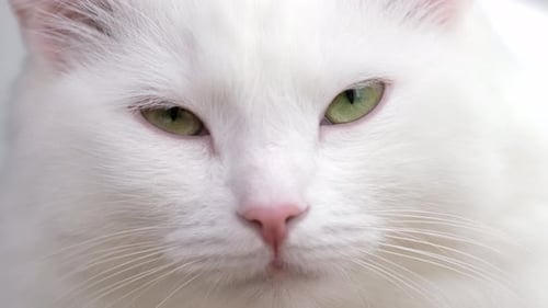 Cat Muzzle Closeup Green Eyes White Domestic Cat