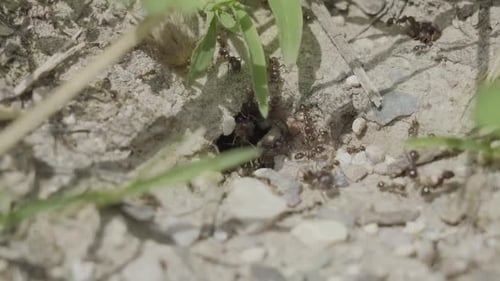 Ants Working Hard at Ant Colony Entrance
