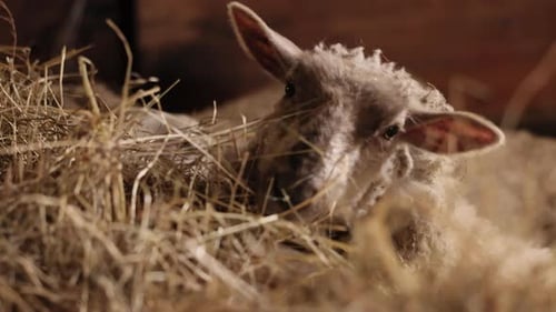 Fluffy Lamb Eating Hay in Rustic Barn