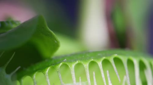Nahaufnahmevideo der Blätter der Venus Flytrap-Pflanze.