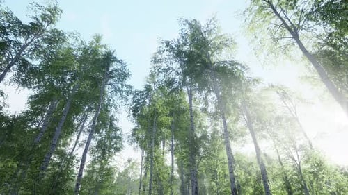 First Spring Greens in Birch Grove