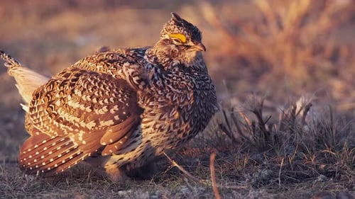 Lone male Sharp-tailed Grouse stands on prairie lek in golden hour