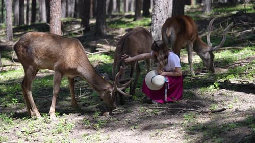 Young Woman Spends Time With Deer In Forest Farm 3