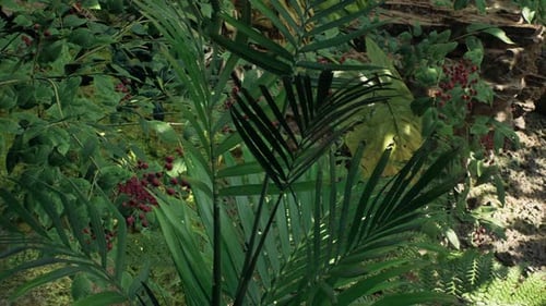 Lush Green Jungle Forest Floor Slow Pan