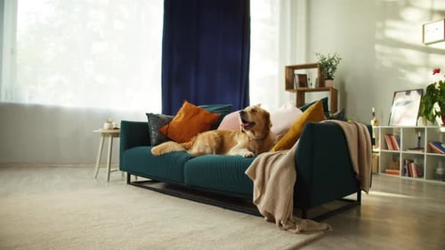 Golden Retriever Relaxing Peacefully on Teal Sofa