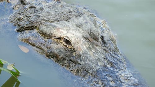 Augen eines Krokodils im Wasser, Nahaufnahme