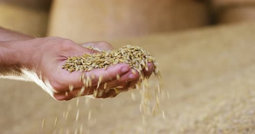 Grains of Golden Wheat Sifting Through Fingers