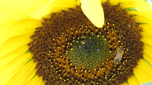 Bee Collecting Pollen From Sunflower Flower