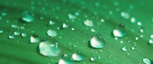 Water Droplets On Leaf Stock Video Footage