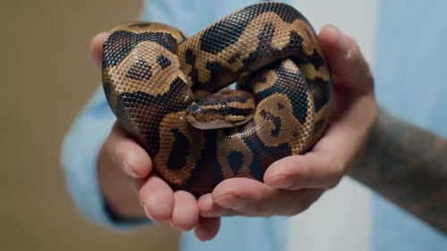 Mains d'une personne méconnaissable tenant un petit python frisé