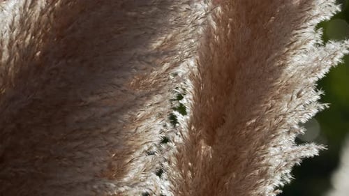 Detailed view of pampa grass flowers moving in the wind. Backlight. Slow motion.