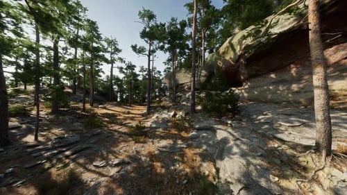 A Forest Filled with Lots of Trees and Rocks