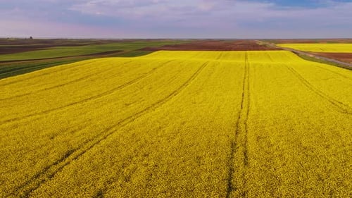 Aerial drone shot of blooming yellow canola rape seed fields