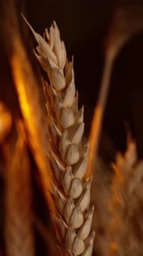 Wheat Plant Close Up Golden Hour