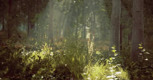Sunlight Filtering Through Trees in a Tranquil Forest Setting