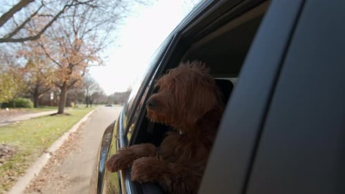 Dog Enjoying a Car Ride on Sunny Day