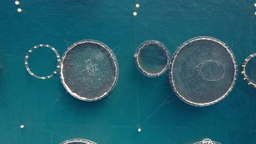 Aerial top-down trucking shot of huge fish growing farm with net cages for sea bass, sea bream, and