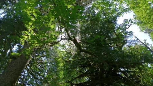 Green Trees Look Upward To Sunlight