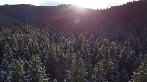 Drone footage of a dense spruce forest in winter.
