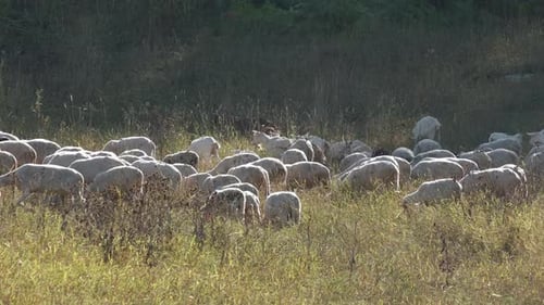 Herz of grazing goats in rural farm