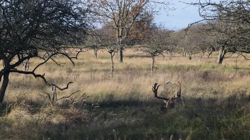 A deer with large antlers moves through a wild, grassy field surrounded by sparse, leafless trees.