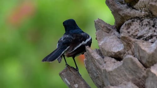 The Oriental magpie-robin is a very common passerine bird in Thailand in which it can be seen anywhe